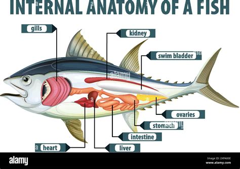 Detailed diagram of fish internal organs Stock Vector Image & Art - Alamy