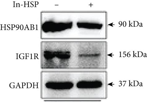 Inhibition Of HSP90 ATPase Activity With Geldanamycin Promotes