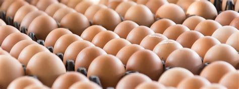 Indian Eggs To Reach Sri Lanka After Quality Report Is Received