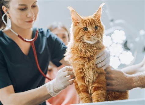 Everything You Need To Know About Worms In Cats Symptoms Of Worms In