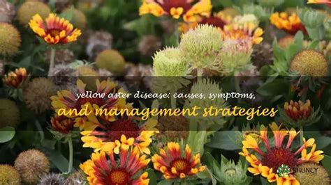 Yellow Aster Disease: Causes, Symptoms, And Management Strategies | ShunCy