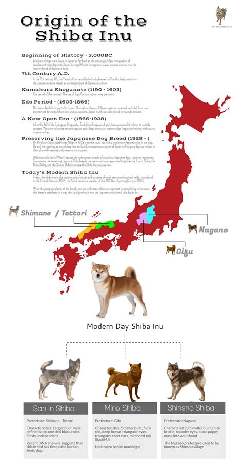 Shiba Inu History and Origins - My First Shiba Inu