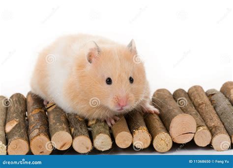 Teddy Bear Hamster Stock Photo Image Of Background Rodent 11368650