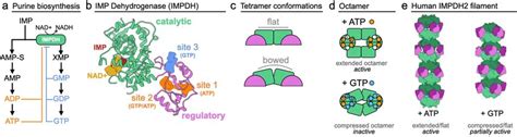 IMPDH Structure And Function A Purine Biosynthesis Pathway B IMPDH