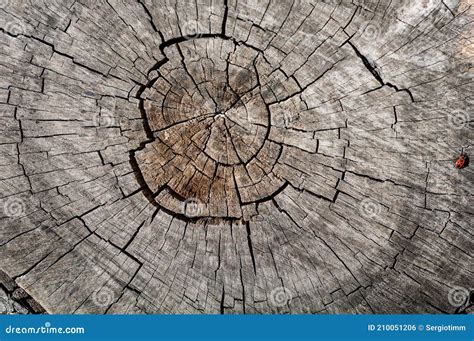 Many Annual Rings On An Old Tree Stump Old Tree Trunk Texture