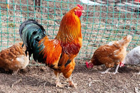 Un Gallo Rojo Brillante Entre Sus Gallinas Bello Gallo En El Corral