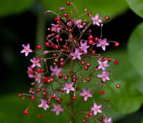 Porwinek Wiechowaty Talinum Paniculatum Id 4859