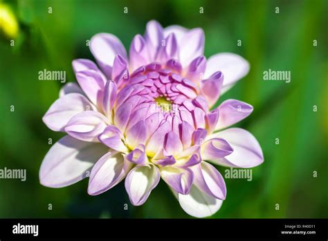 Dahlia Dahlia Blossom Stock Photo Alamy