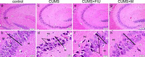 The Ca3 Region Of The Hippocampus Of The Control A B Cums C D