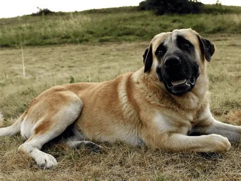 Male Kangal Dog Size: Get to Know this Gentle Giant