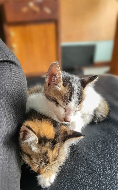 117 Two Kittens Chair Stock Photos Free Royalty Free Stock Photos