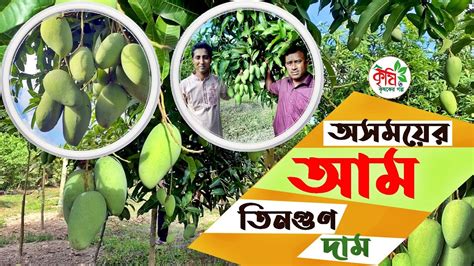 বারোমাসি কাটিমন আম চাষ পদ্ধতি । Mango Garden Youtube