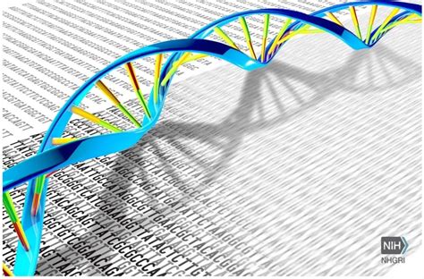 Mutações no DNA humano podem ser causadas por biologia quântica