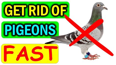 How To Get Rid Of Pigeons Naturally