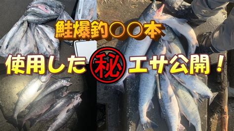 鮭 本の爆釣！使用したエサ公開します！【鮭釣り】【アキアジ】 Youtube