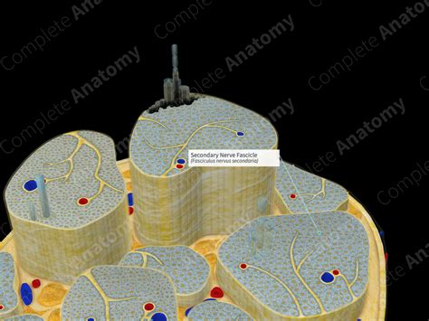 Secondary Nerve Fascicle | Complete Anatomy