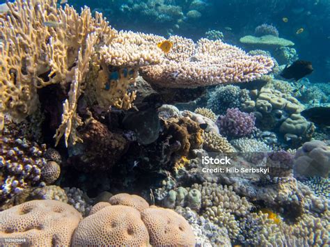 Terumbu Karang Di Laut Merah Dengan Banyak Penduduknya Hurghada Mesir ...