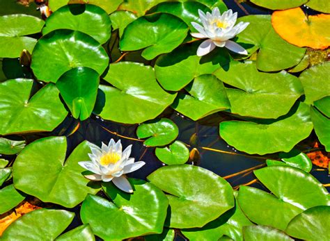 Lilly Pads For Lake How To Stop The Spread Of Lily Pads Goodbye To