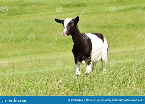 Goat Sticking Out His Tongue Stock Photo Image Of Herd Horse 227685652