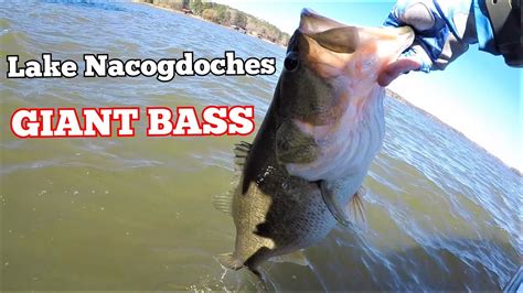 Lake Nacogdoches Tournament Prefishing Big Bass Youtube