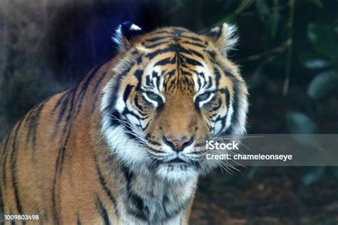 Wajah Harimau Sumatera Tampak Kamera Foto Stok - Unduh Gambar Sekarang ...