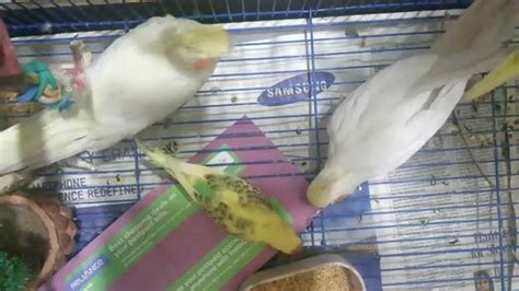 Cockatiel Bird Training Videos And Behavior Quick Tip For Training Cockatiels Youtube