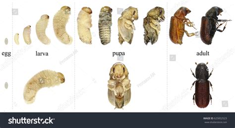 Bark Beetle Tomicus Destruens Egg Larva Stock Photo 625852523 ...