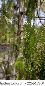 33,221 Mountain Cedar Tree Images, Stock Photos & Vectors | Shutterstock