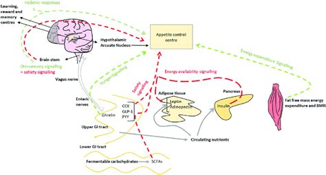 Pathways of appetite regulation. Orexigenic pathways in green and... | Download Scientific Diagram