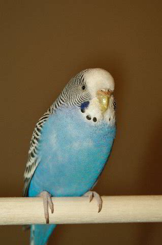 Parakeet-Pet-Birds-20