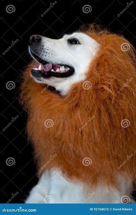 White Golden Retriever with a Lion Made Up Mane Stock Photo - Image of puppy, domestic: 92768672