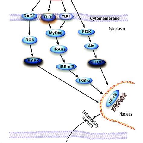 PDF High Mobility Group Box 1 HMGB1 And Autophagy In Acute Lung