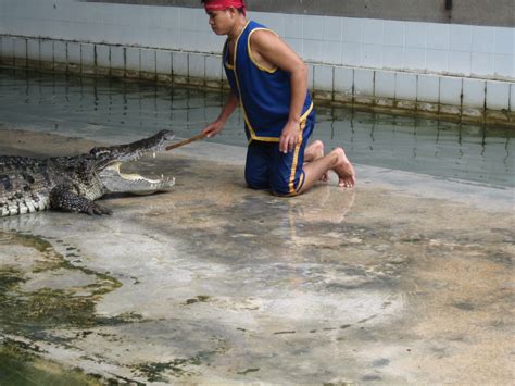 Crocodile-Farm-Show (6) - Taxi For Tour in Thailand