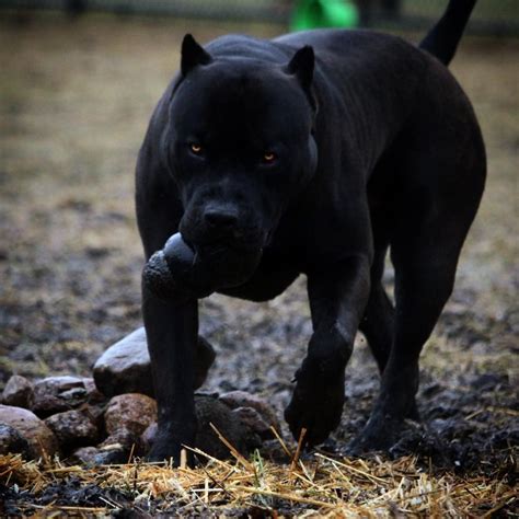 Lbumes Foto Razas De Perros Negro Con Blanco Cena Hermosa