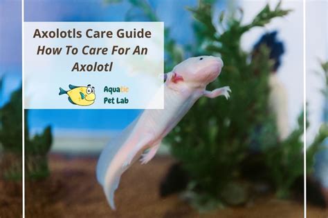 Axolotl Care Guide Axolotl Care Axolotl Axolotl Pet | Porn Sex Picture