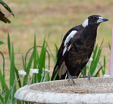 Bird Garden Visitors of New South Wales, Australia | BaldHiker