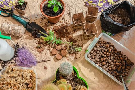 Best Soil For Succulents Indoors How To Choose And Mix Your Own