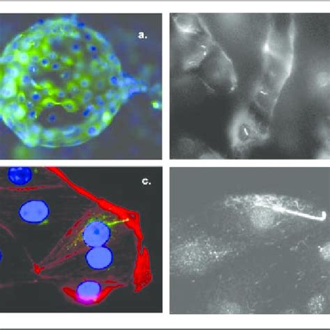 Primary Cilia In Llc Pk1 Renal Epithelial Cells A Confluent Llc Pk1 Download Scientific