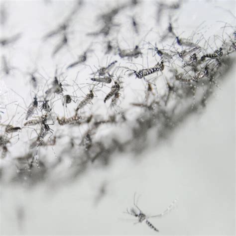 Scientists find new way to kill disease-carrying mosquitoes | STAT