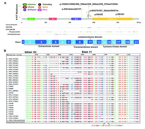 Mutations Identified In Exon Of Kit In Gist Tumors A The