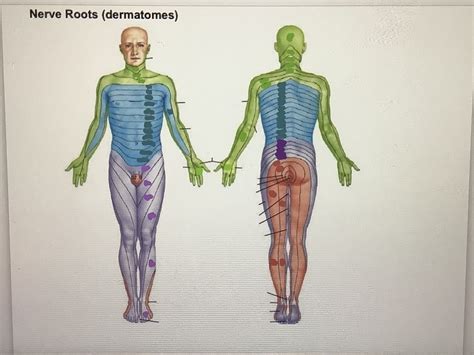 Nerve Roots Dermatomes Diagram Quizlet