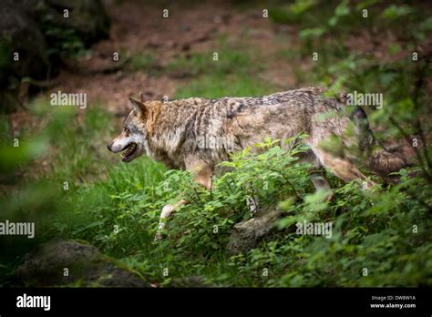 Gray Eurasian Wolf Canis Lupus Stock Photo Alamy