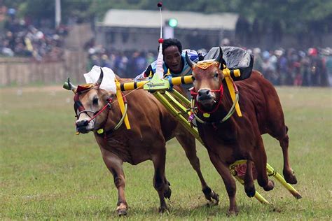 Lomba Karapan Sapi Piala Presiden Di Madura Diikuti Pasang Sapi