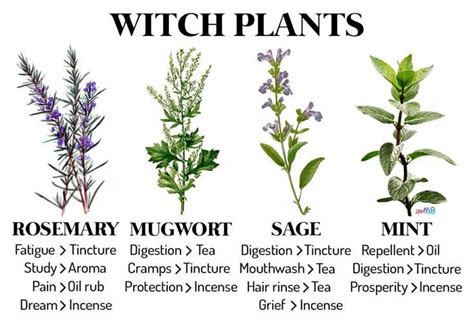 Witch Plants: Herbs & Recipes Every Witch Should Know in 2023 | Wicca ...