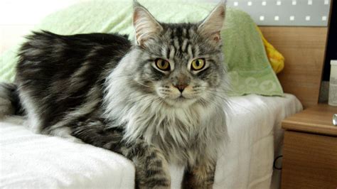 Maine Coon Saiba Tudo Sobre O Maior Gato Do Mundo