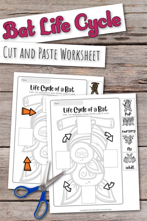 Life Cycle of a Bat Worksheet