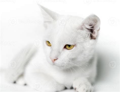 Close-up of a white cat with yellow eyes 2254150 Stock Photo at Vecteezy