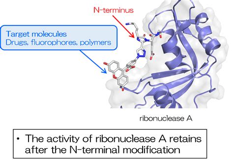 Simple N Terminal Modification Of Proteins Resou