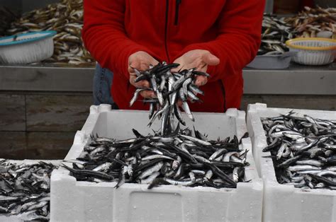 Fishing ban imposed as Turkey’s national fish hamsi shrinks in size | Daily Sabah