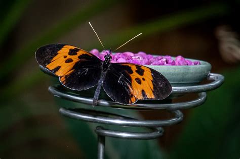 Photos Butterflies Are Blooming At Meijer Gardens 2023